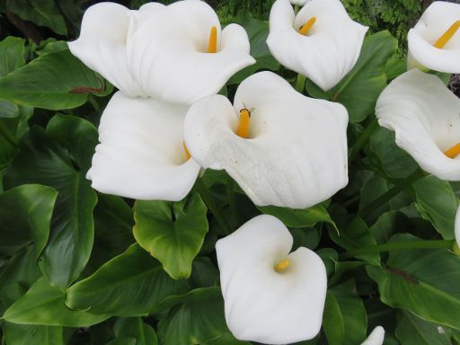 Teneriffa, Botanischer Garten, Spanien, Zantedeschia aethiopica