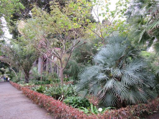 Teneriffa, Botanischer Garten, Spanien, einer der drei Hauptwege durch den Garten