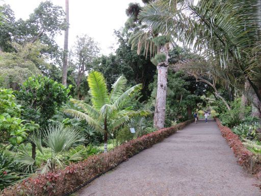 Teneriffa, Botanischer Garten, Spanien, unterschiedliche Palmenarten