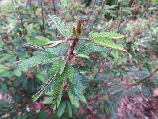 Teneriffa, Botanischer Garten, Spanien, berührungsempfindliche Blätter der Mimosa polycarpa var. spegazzini