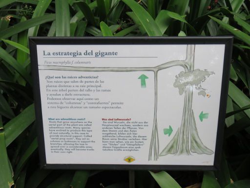 Teneriffa, Botanischer Garten, Spanien, Erklärung der Luftwurzeln beim Ficus macrophylla f. columnaris