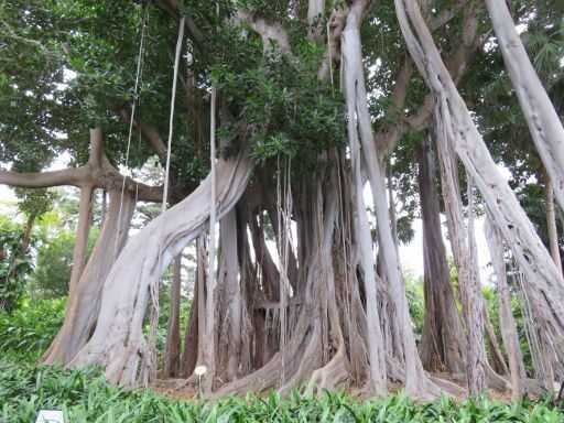 Teneriffa, Botanischer Garten, Spanien, Luftwurzeln des Ficus macrophylla f. columnaris