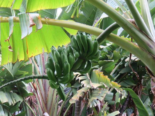 Teneriffa, Botanischer Garten, Spanien, Bananenstaude