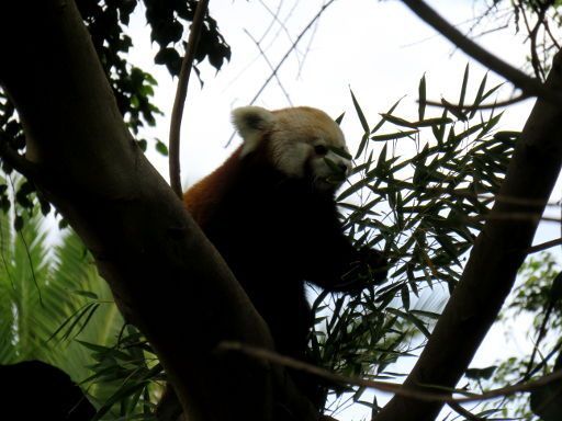 Teneriffa, Loro Parque, Spanien, der rote Panda