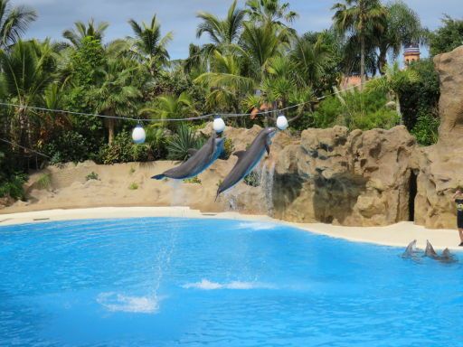 Teneriffa, Loro Parque, Spanien, Klassiker jeder Delfin Show