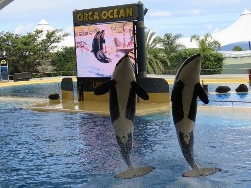 Teneriffa, Loro Parque, Spanien, zwei springende Orcas