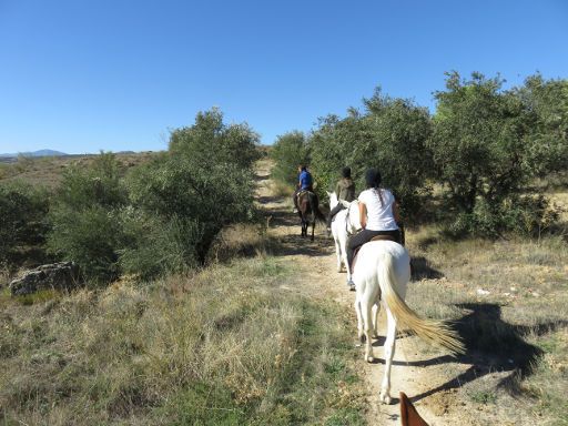 Finca Paraíso, Torrelaguna, Spanien, kleiner Weg zwischen Olivenbäumen