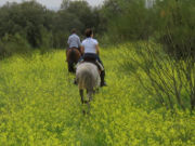 Centro Hípico Arco de Cubas, Villanueva de Perales, Madrid, Spanien, Austritt auf Wiese mit Wildpflanzen mit gelber Blütenfarbe