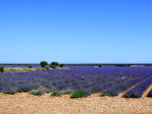 Lavendel Anbau, Villaviciosa de Tajuña, Spanien, Villaviciosa de Tajuña Lavendelfelder im August 2018