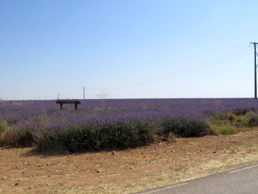 Lavendel Anbau, Villaviciosa de Tajuña, Spanien, Lavendel Anbau