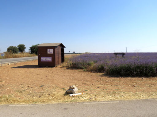 Lavendel Anbau, Villaviciosa de Tajuña, Spanien, Information und Verkaufsstand direkt am Feld