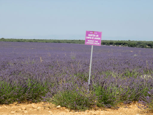 Lavendel Anbau, Villaviciosa de Tajuña, Spanien, respektvoller Zutritt auf die Felder ist erlaubt