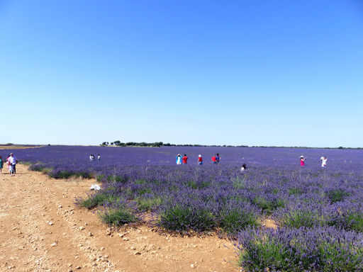 Lavendel Anbau, Villaviciosa de Tajuña, Spanien, Fotografieren in den Feldern