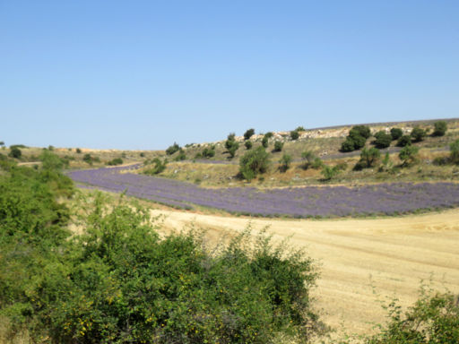 Lavendel Anbau, Villaviciosa de Tajuña, Spanien, Lavendelfeld im Tal