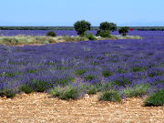 Lavendel Anbau, Villaviciosa de Tajuña, Spanien, Villaviciosa de Tajuña Lavendelfelder im August 2018