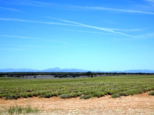 Lavendel Anbau, Villaviciosa de Tajuña, Spanien, Lavendel Feld ohne Blüten im September 2019