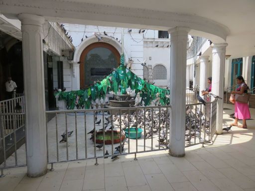 Colombo, Sri Lanka, Taubenfütterung in der Shaikh Usman Waliyullah Moschee