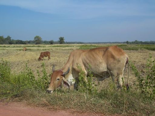 Home Stay, Nong Khai, Thailand, Kuh in der Nähe von Nong Khai