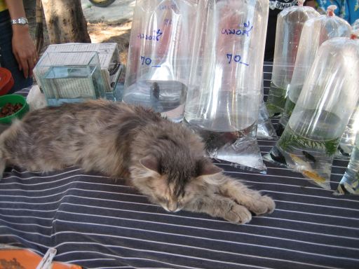 Bang Nam Phung Phra Pradaeng Samut Prakan, Bangkok, Thailand, Zierfische