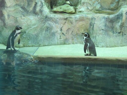 Bangkok Thailand, Dusit Zoo, Pinguine