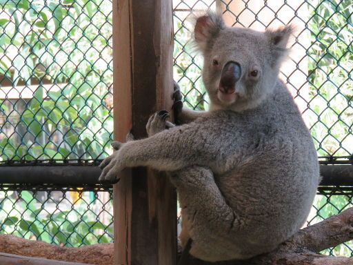 Bangkok Thailand, Dusit Zoo, Koala