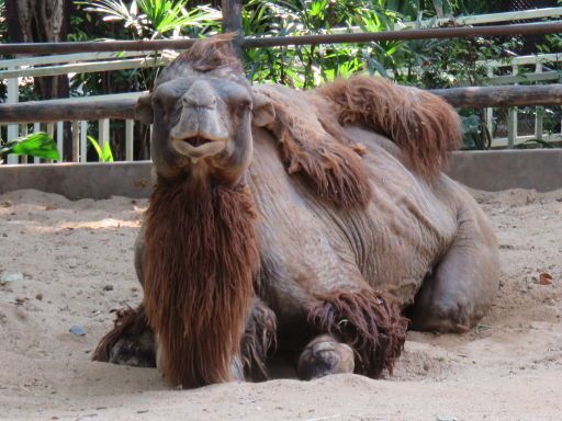 Bangkok Thailand, Dusit Zoo, Baktrisches Kamel