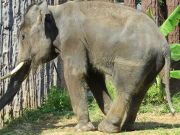 Bangkok Thailand, Dusit Zoo, Elefant