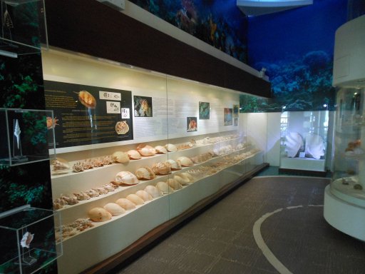 Bangkok, Thailand, Seashell Museum, Ausstellung Erdgeschoss