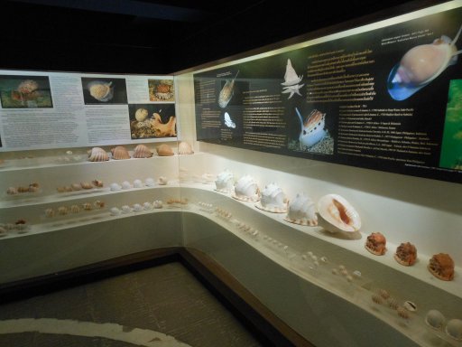 Bangkok, Thailand, Seashell Museum, Vitrine