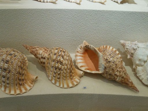 Bangkok, Thailand, Seashell Museum, Charonina tritonis (Tritonshorn)