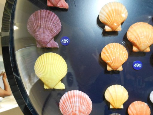 Bangkok, Thailand, Seashell Museum, Comptopallium vexillum