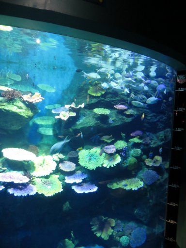 Bangkok, Thailand, Siam Ocean World, Tiefes Riff Aquarium