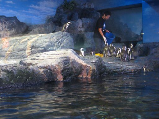 Bangkok, Thailand, Siam Ocean World, Südafrikanische Pinguine