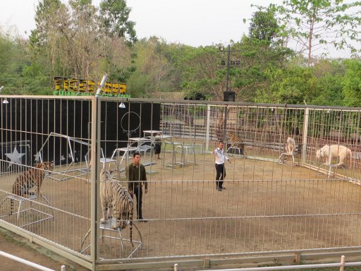 Chiang Mai Night Safari, Chiang Mai, Thailand, Tiger Show