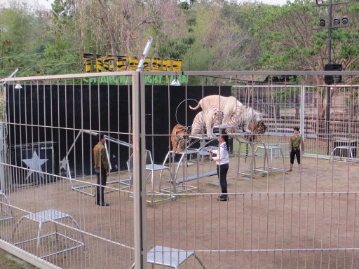 Chiang Mai Night Safari, Chiang Mai, Thailand, Tiger Show