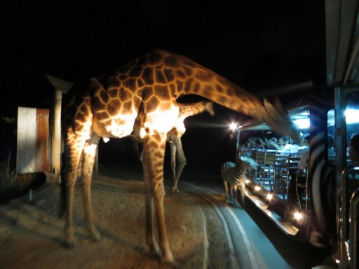 Chiang Mai Night Safari, Chiang Mai, Thailand, Giraffen füttern auf der Night Safari