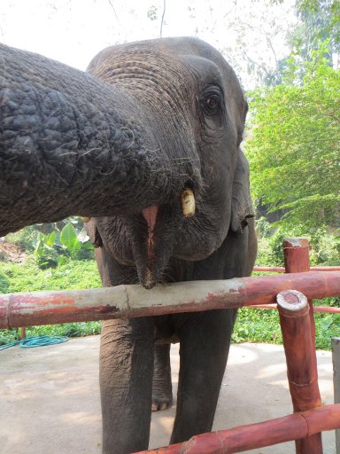 Chiang Mai Zoo & Aquarium, Chiang Mai, Thailand, Elefant