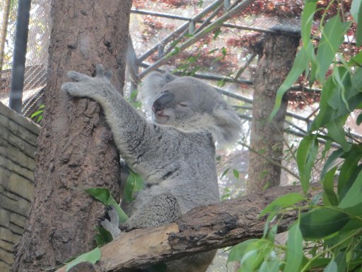 Chiang Mai Zoo & Aquarium, Chiang Mai, Thailand, Koala Bär