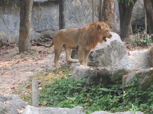 Chiang Mai Zoo & Aquarium, Chiang Mai, Thailand, Löwe