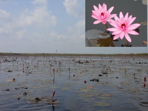 Talay Bua Daeng, Thailand, Lotusblumensee