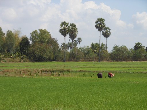 Isaan, Thailand, Mietwagen Rundreise, Reisfelder