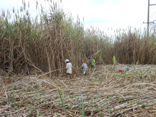 Isaan, Thailand, Mietwagen Rundreise, Zuckerrohrplantage