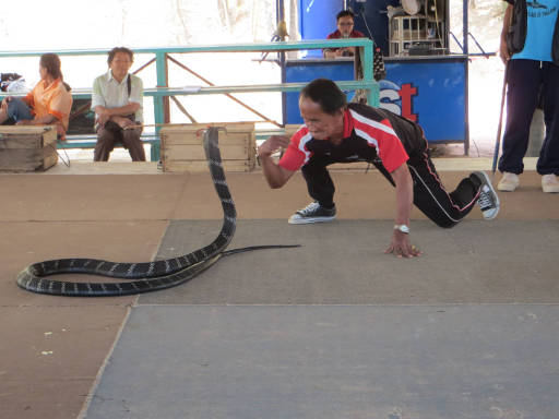 Khon Kaen, Thailand, Ban Khok Sanga King Cobra Village