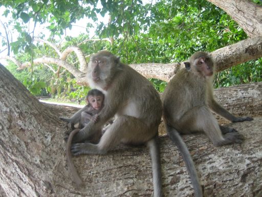 Krabi, Ao Nang, Thailand, Affen am Ao Nang Strand