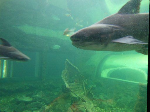 Nakhon Phanom, Thailand, Mekong Underwater World, Mekong giant catfish