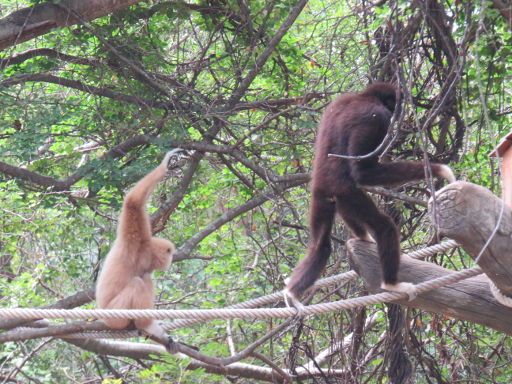 Nakhon Ratchasima Zoo, Nakhon Ratchasima, Thailand, Affen im Freigehege