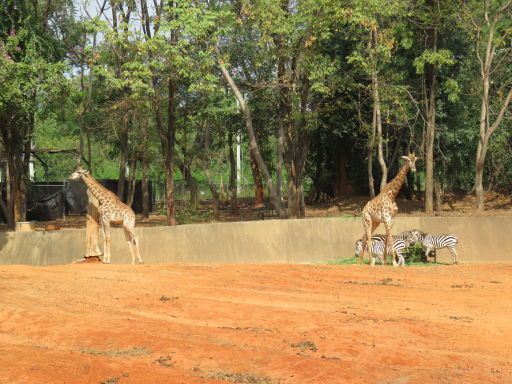 Nakhon Ratchasima Zoo, Nakhon Ratchasima, Thailand, Giraffen im Freigehege