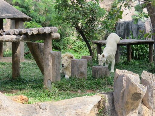 Nakhon Ratchasima Zoo, Nakhon Ratchasima, Thailand, weißer Löwe und Tiger geschützt durch Wassergraben