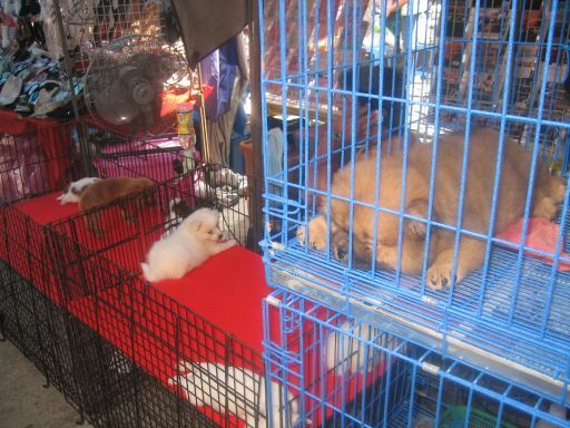 Wochenmarkt Süd Pattaya, Pattaya, Thailand, Hunde