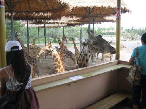 Safari World, Bangkok, Thailand, Giraffen füttern